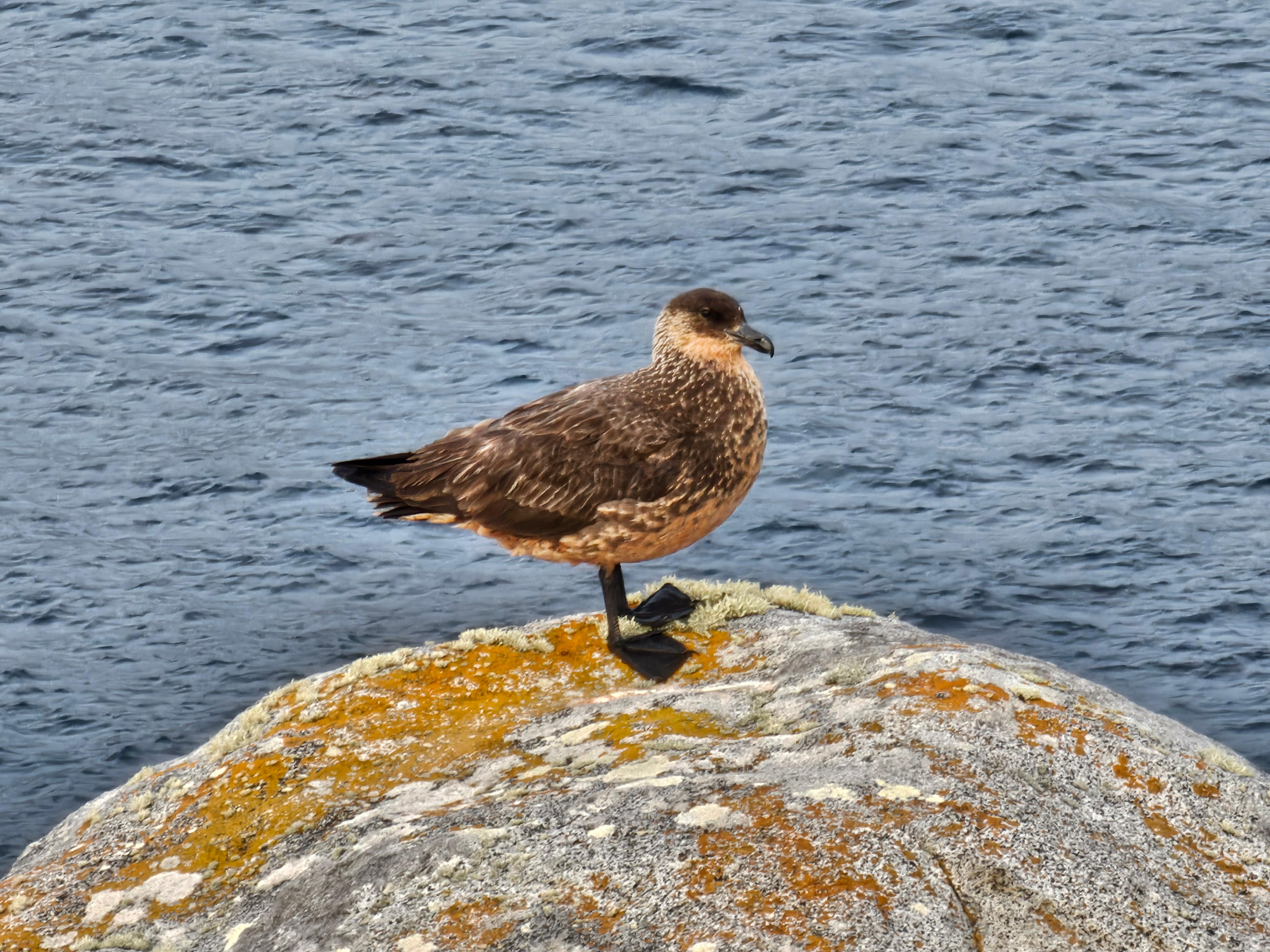 Australis